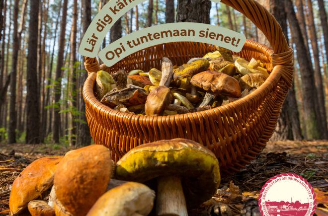 Introduktion att plocka svamp / Johdatus sienestykseen featured image