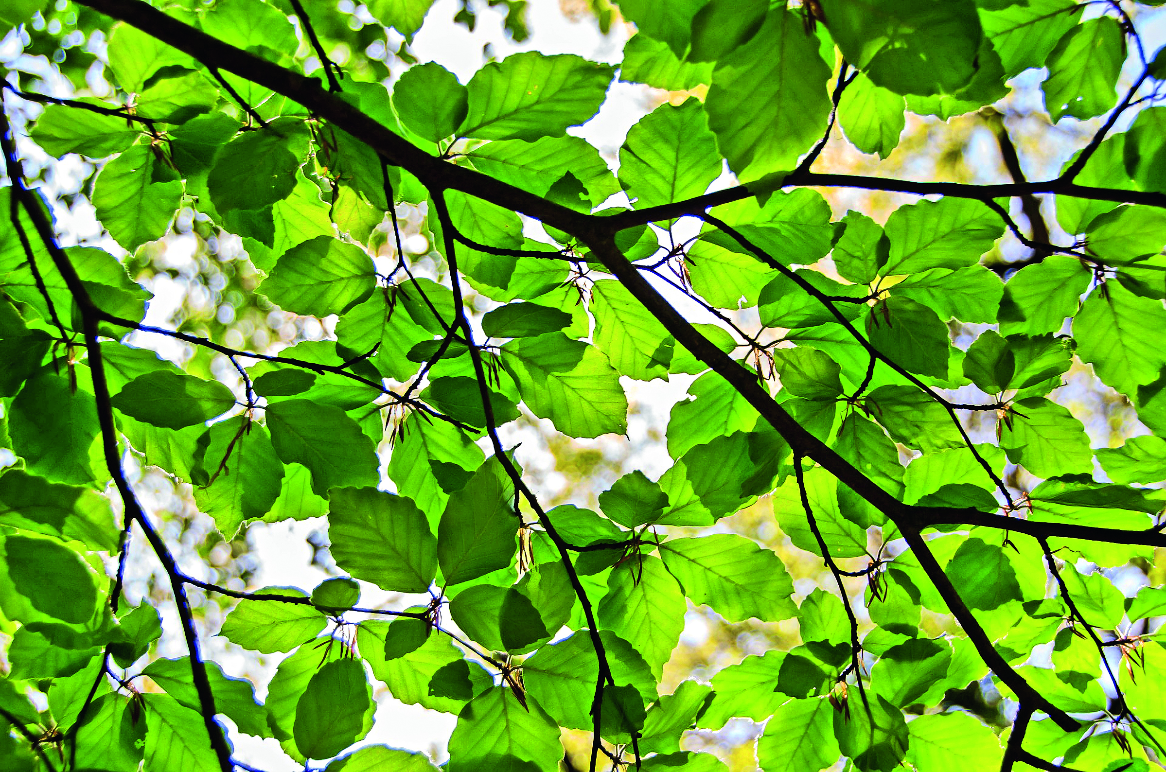 Kestävä kehitys: Ihanat, ihmeelliset puut featured image