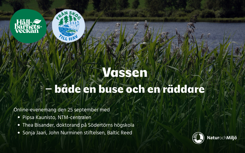 Vassen – både en buse och en räddare featured image